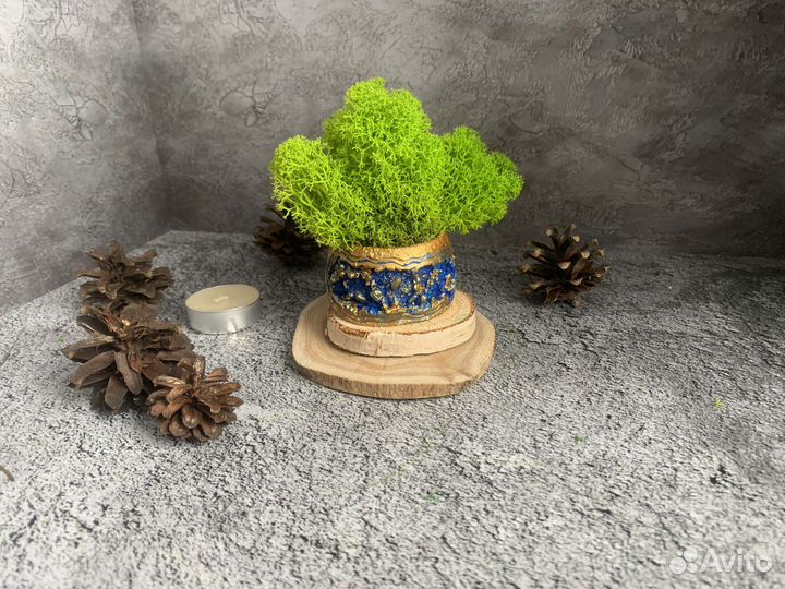 Кашпо со стабилизированным (живым) мхом
