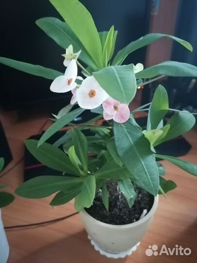 Молочай миля