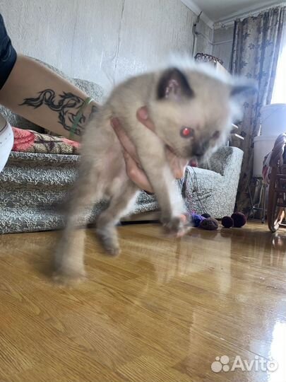 Кошка британка