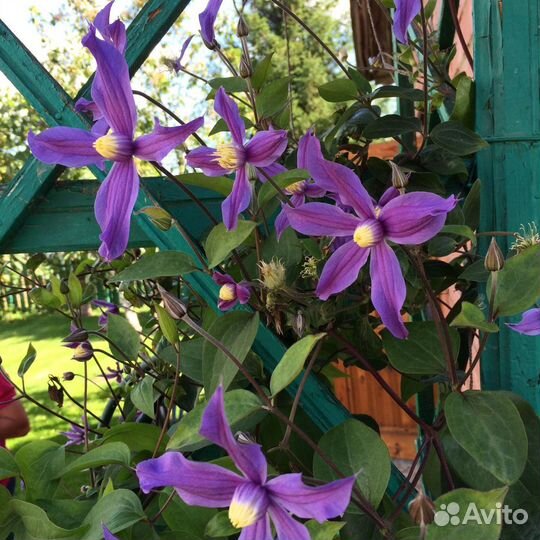 Продам клематис Сизая птица