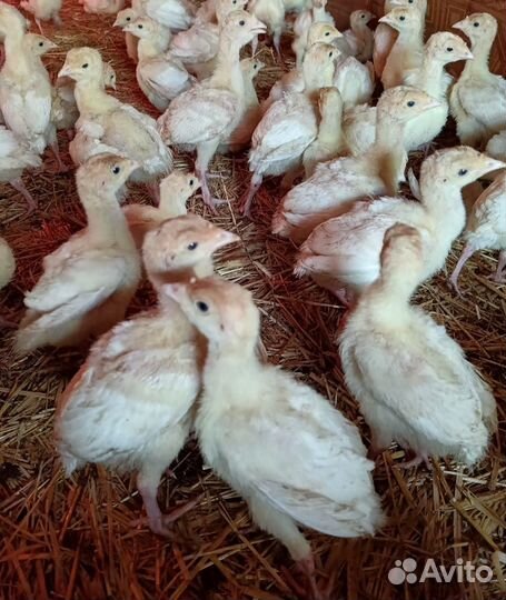 Индюшата подрощенные