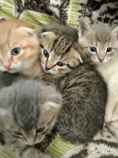 Скоттиш страйт