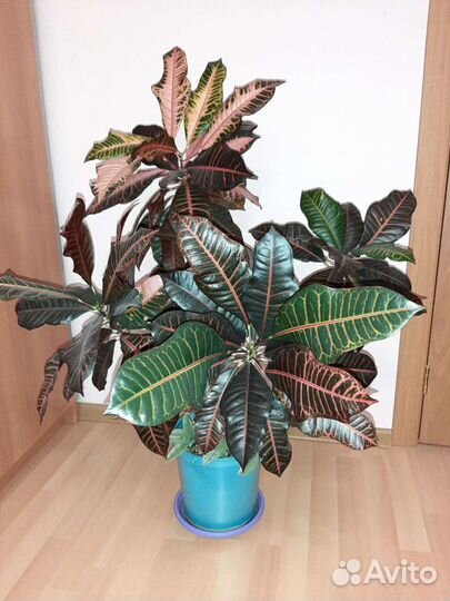 Кодиеум кротон Петра высота 105 см с горшком