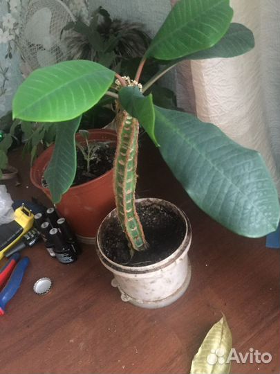 Комнатные цветы пальма