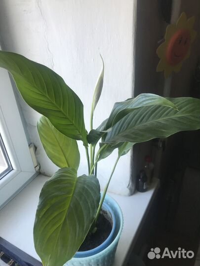 Спатифиллум