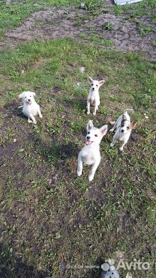 Собака уникальной породы