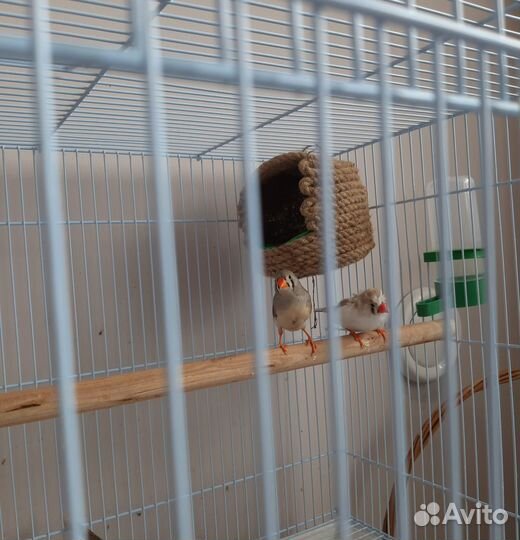 Зебровые амадины