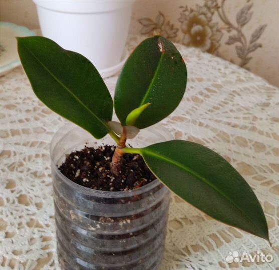 Фикус Эластика. Крассула-денежное дерево