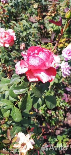 Саженцы роз и плодовых деревьев