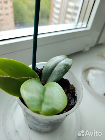 Орхидея дендробиум