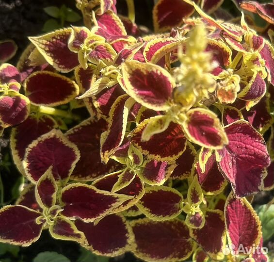 Колеусы сортовые