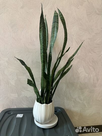 Сансевиерия