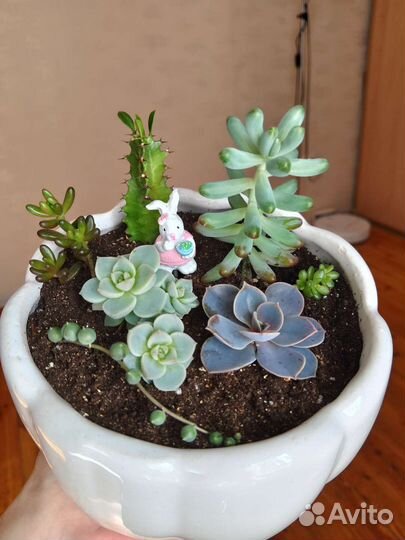 Мини-садик живые суккуленты
