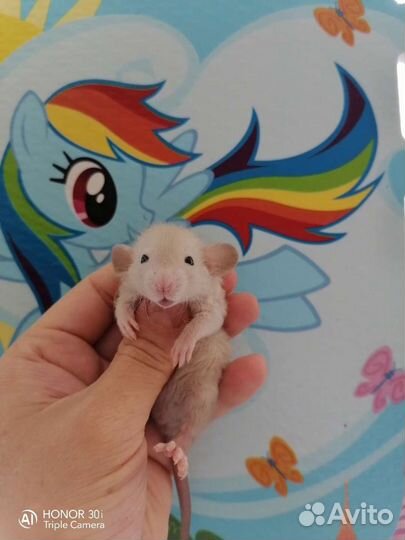 Дамбо крысята крыса,клетка,редкого окраса