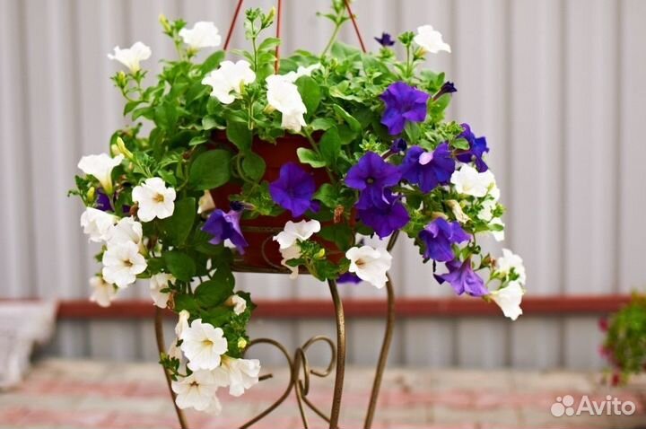 Рассада цветов и овощей