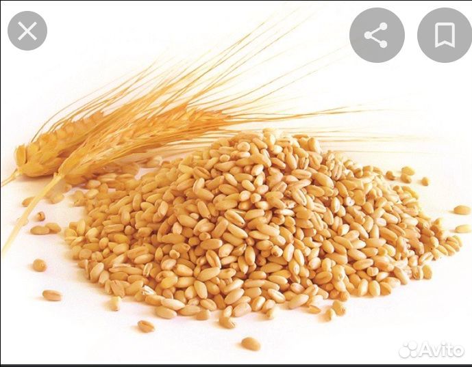 Продам Зерно или зернопомол