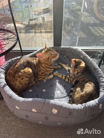 Бенгальская кошка