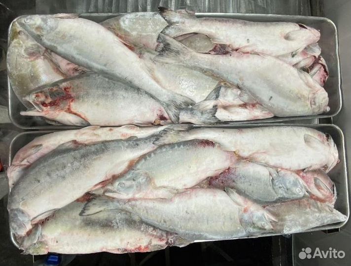 Горбуша непотрошеная