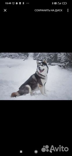 Аляскинский маламут