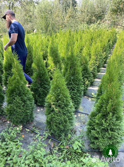 Туя экстра на участок из своего питомника