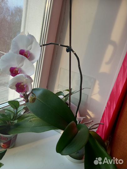 Хойя, рео, орхидея