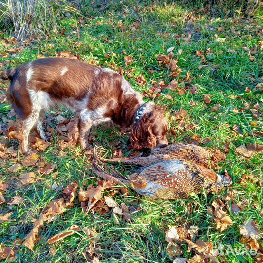 Русский охотничий спаниель.Красавик.Вязка