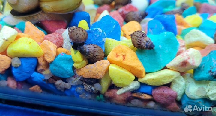 Улитки мелании