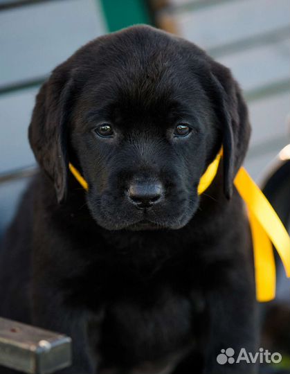 Щенки лабрадора из питомника