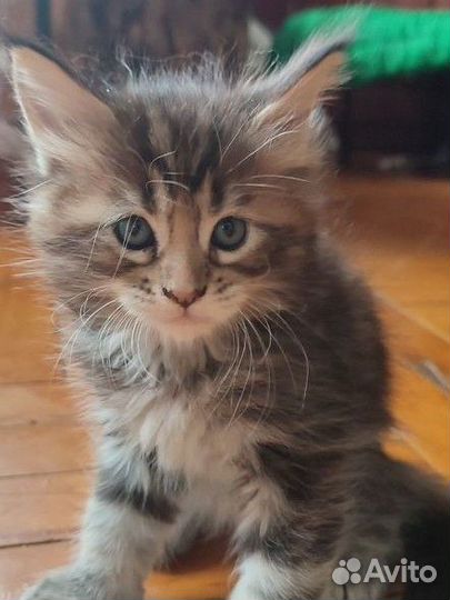 Котята мейн-кун