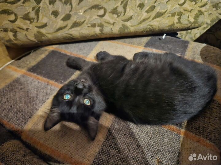 Котёнок чёрный