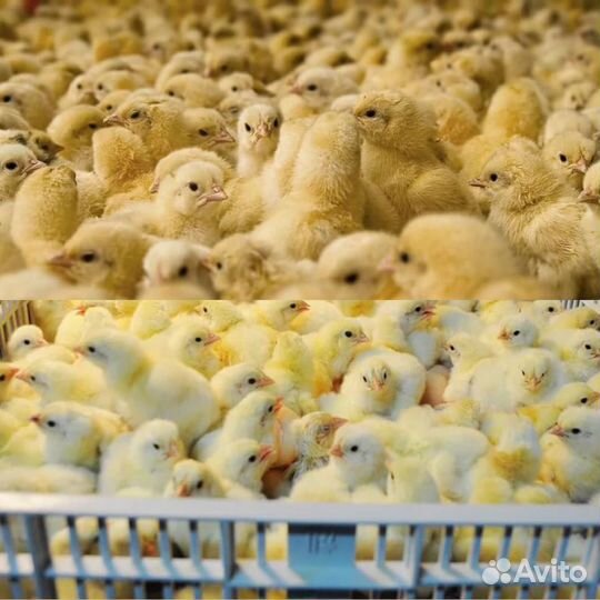 Доставка цыплят по Краснодарскому краю