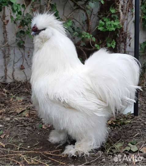 Семья китайской шелковой