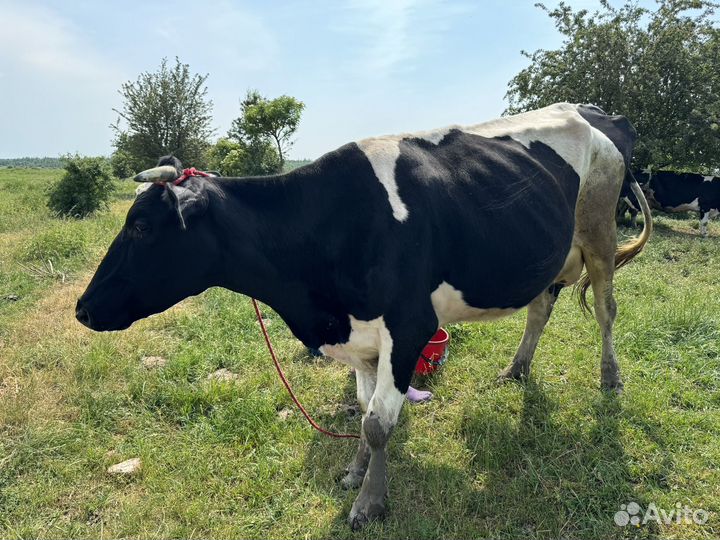 Корова дойная