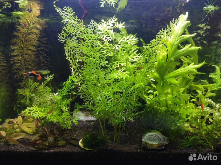 Аквариумные растения и креветки черри