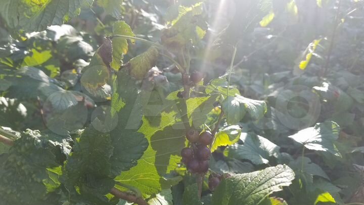 Участок 19,2 сот. (ИЖС)