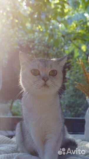 Британская