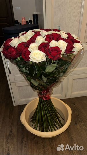 101 роза метровая