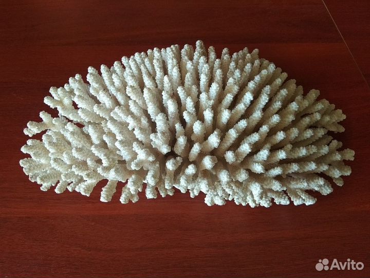 Коралл большой натуральный 40*27 см