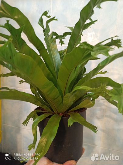 Папоротник асплениум