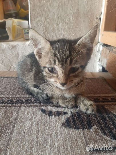 Кошка в дар бесплатно и шоколадка в подарок