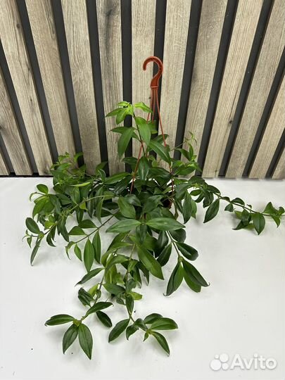 Эсхинантус