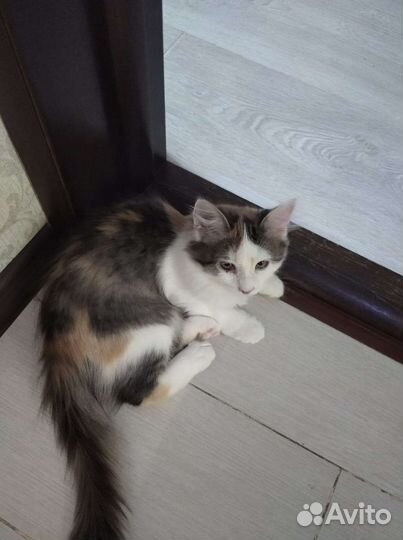 Девочка 5 мес в добрые руки