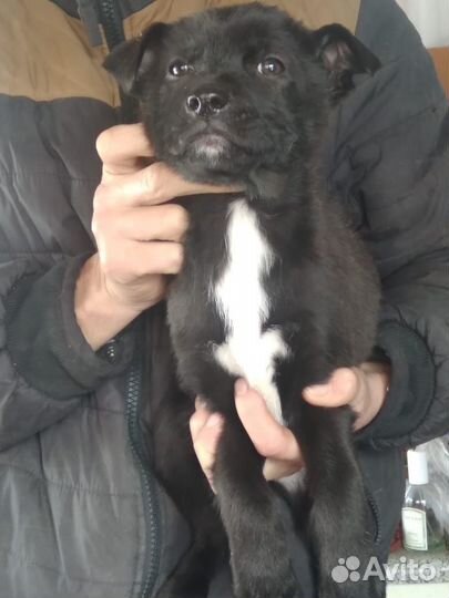 Щенки немецкой овчарки даром в хорошие руки