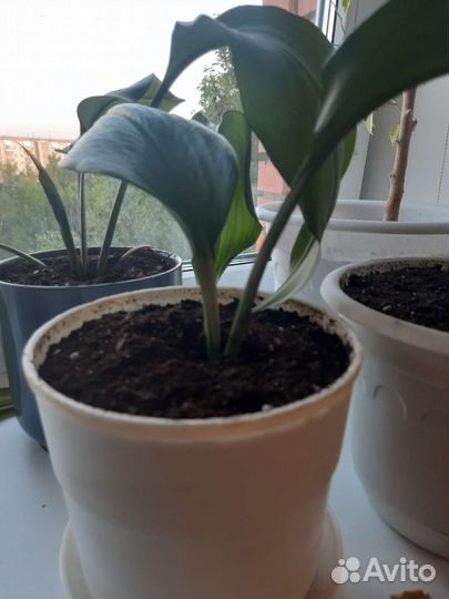 Комнатные цветы