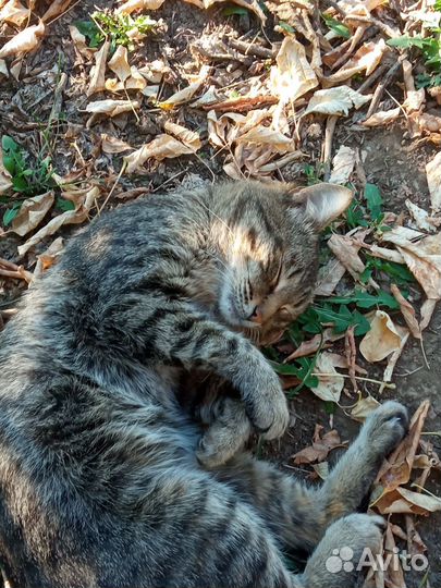 Котики бесплатно в добрые руки