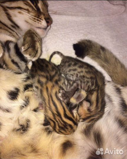 Бенгальская