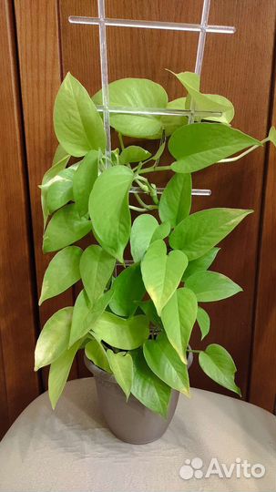Эпипремнум Голдон Потос