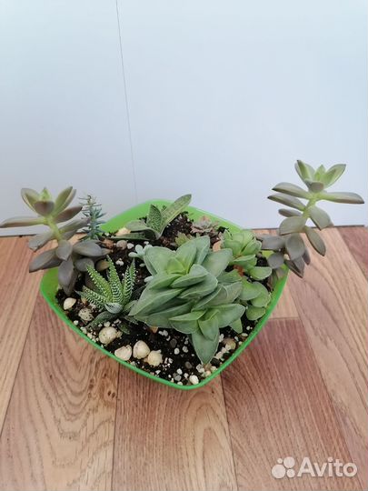 Суккуленты