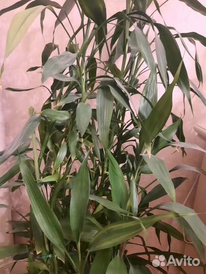 Бамбук комнатные цветы