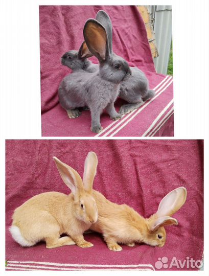 Кролики и голуби